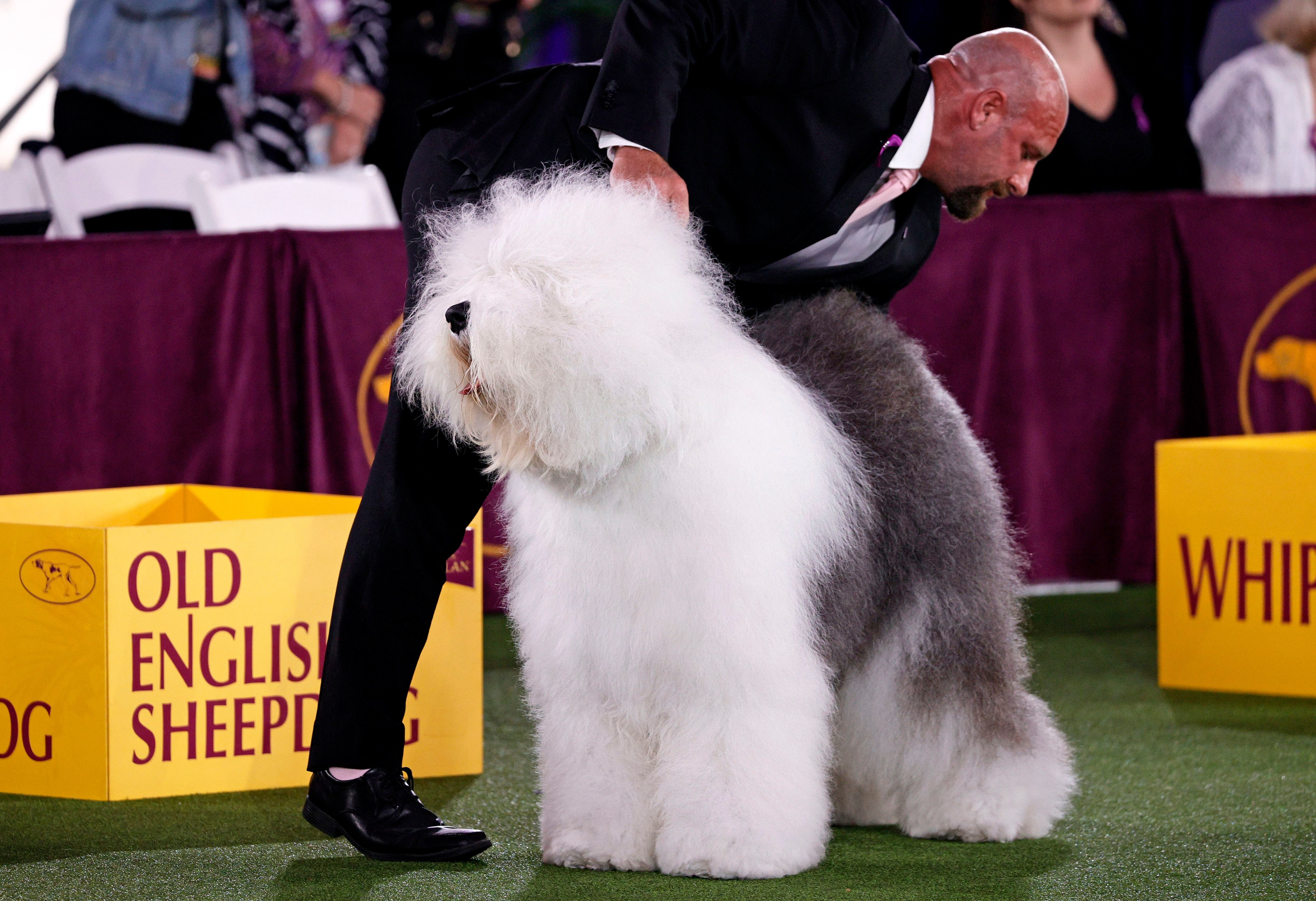 Westminster Dog Show 2021 See The Best In Show Group Winners Wftv