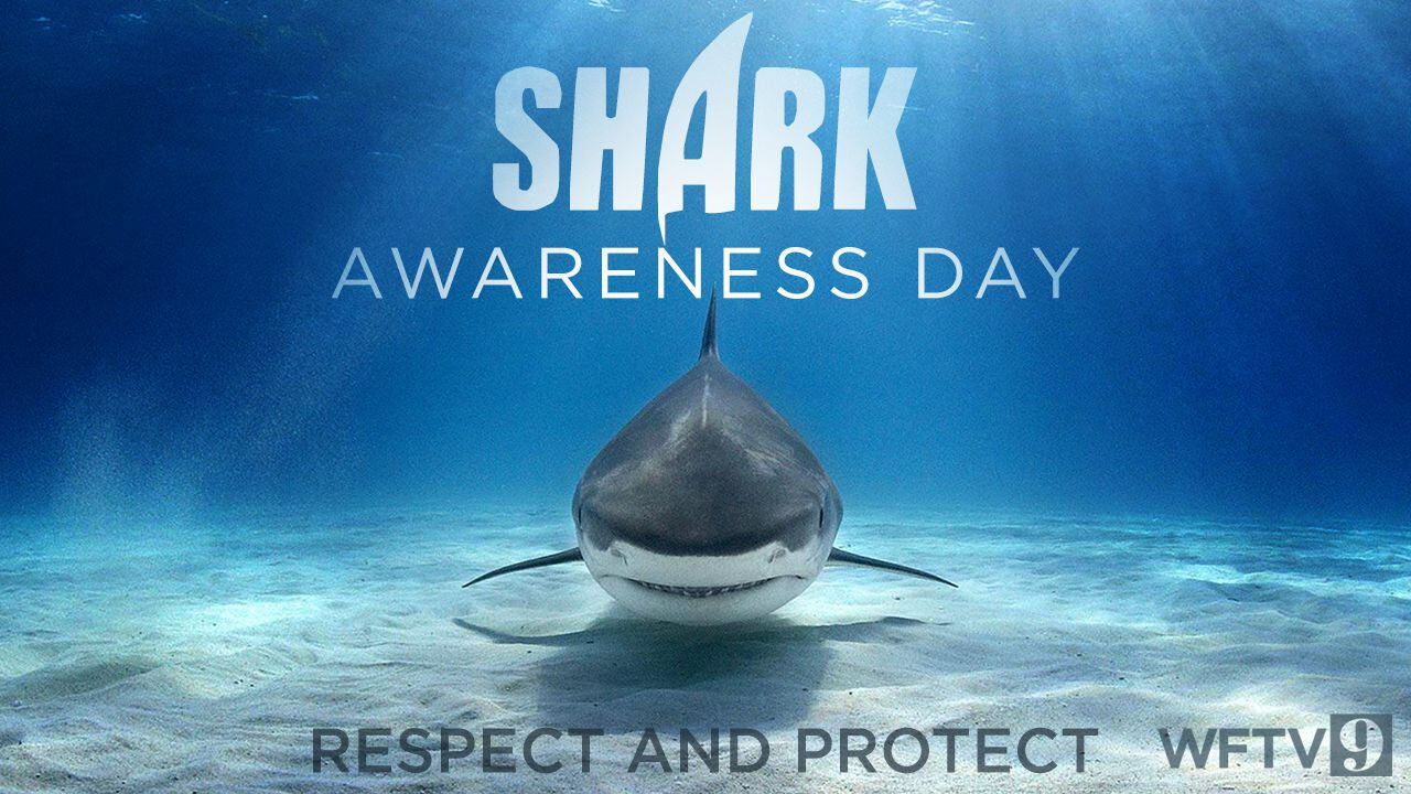 Shark and Ray Awareness Day is Every Day, Blog, Nature