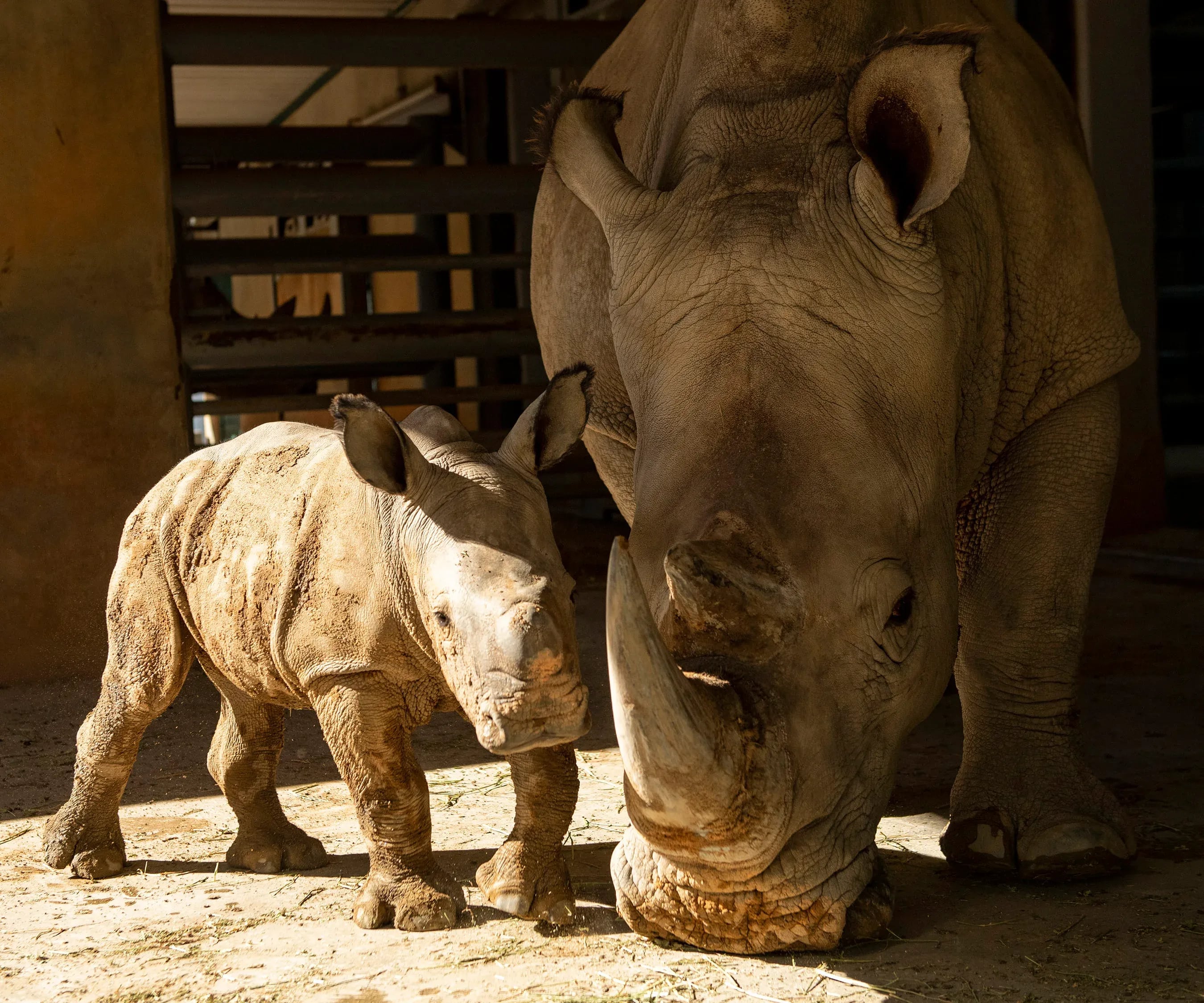 White rhino born at Animal Kingdom - WFTV