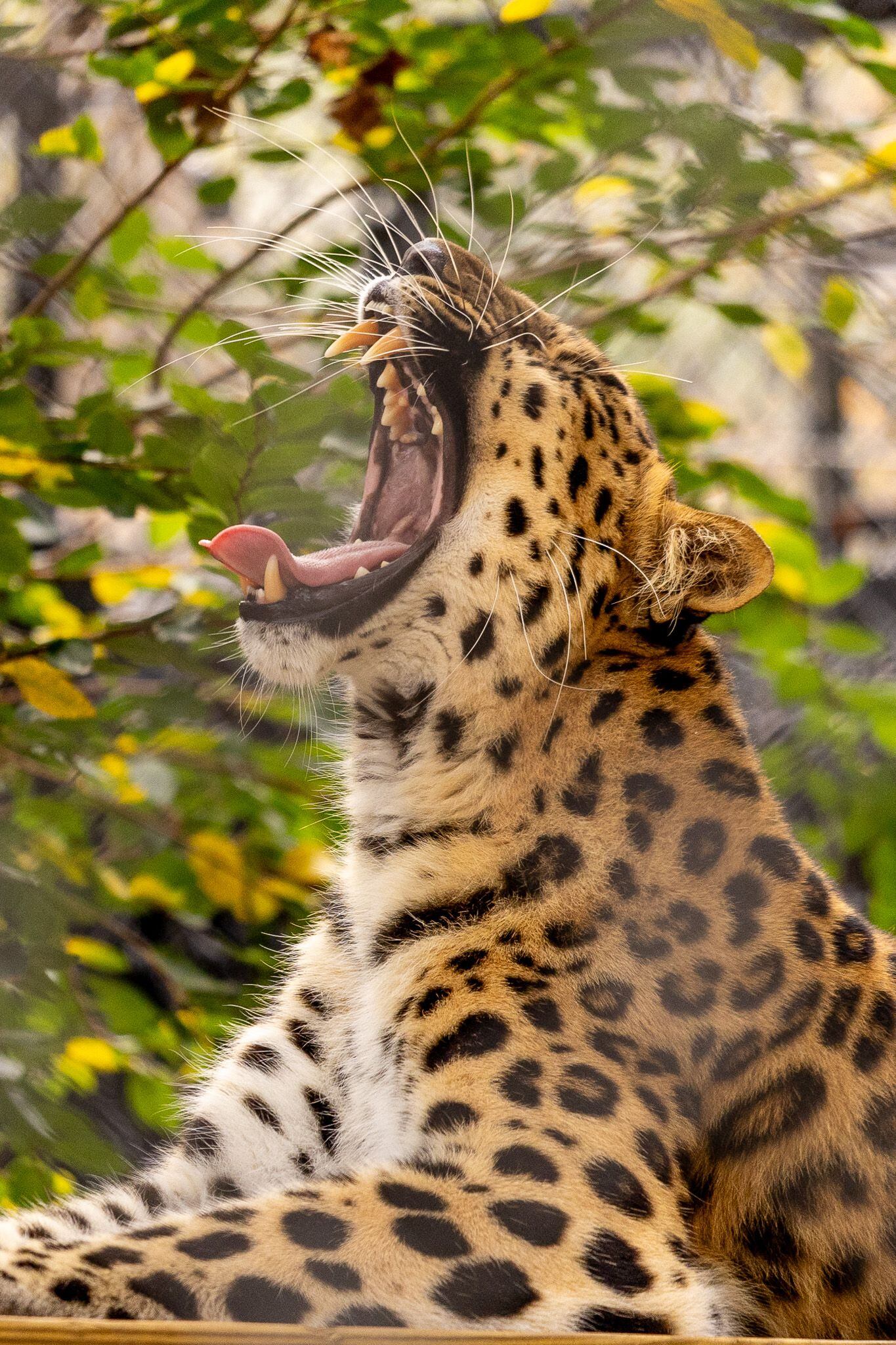 New Amur leopard expansion habitat comes roaring into Central