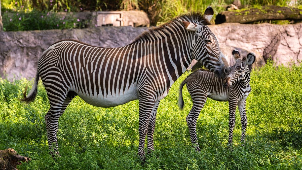 Endangered Zebra Born At Busch Gardens