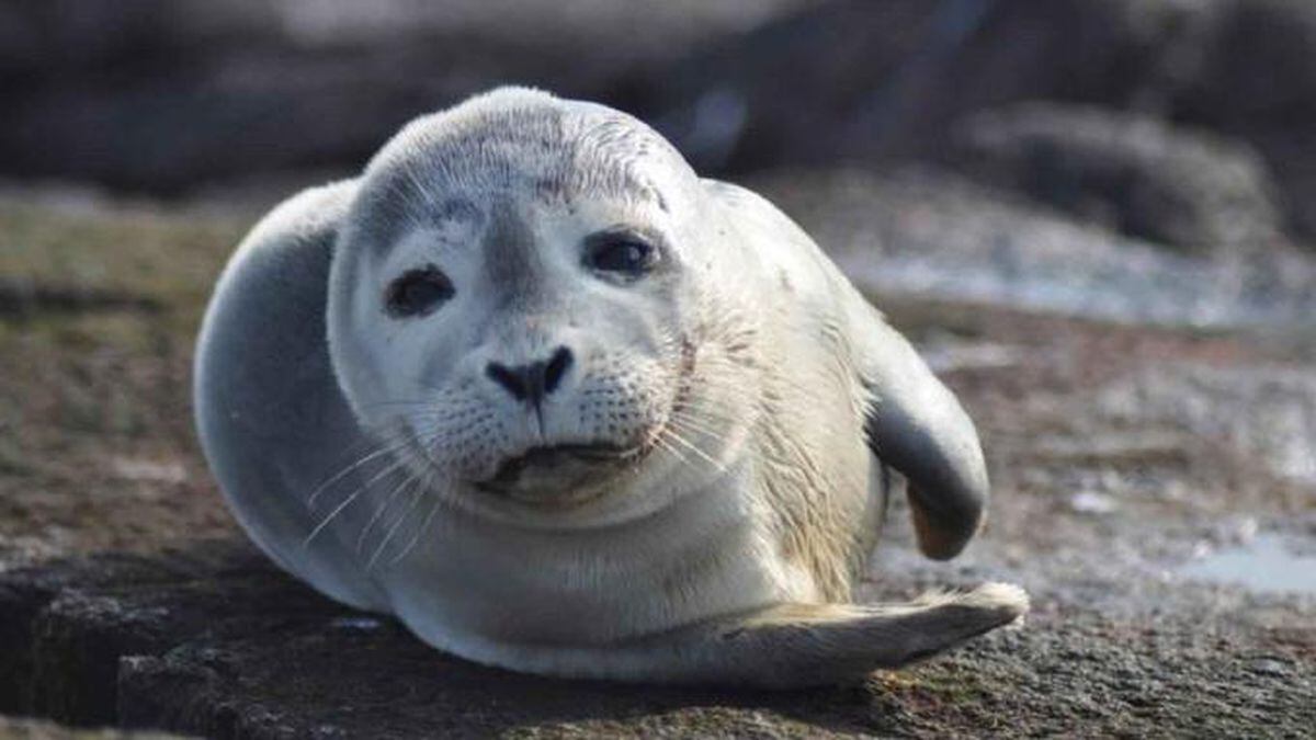 Get Baby Harbor Seal Pup PNG