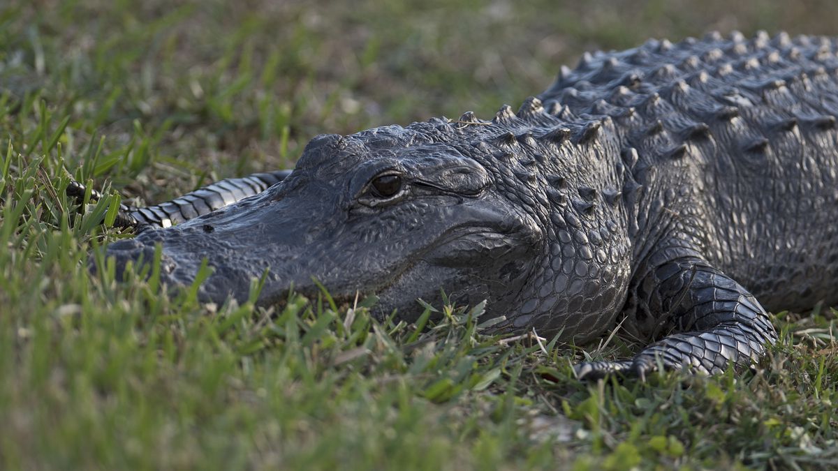 Applications open for Florida alligator harvest permits: How to apply, what to know