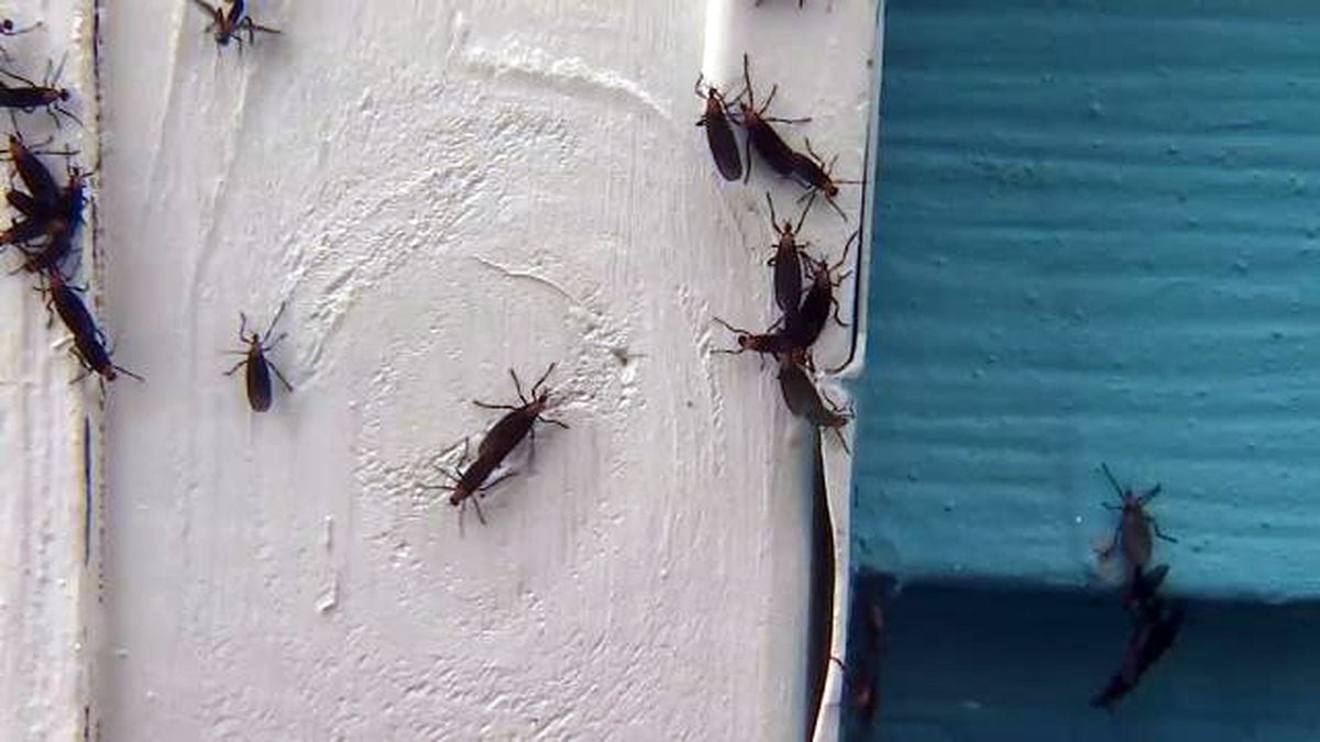 The bugs Floridians love to hate are back and they could linger longer