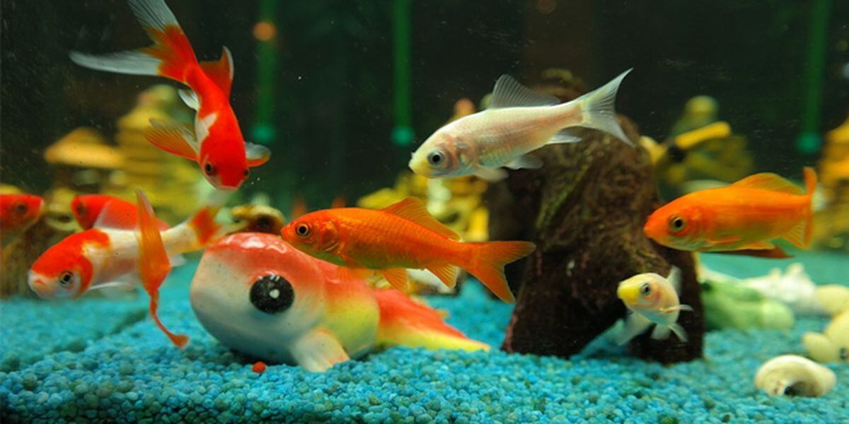 Fish Are Pets Too