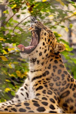 New Amur leopard expansion habitat comes roaring into Central